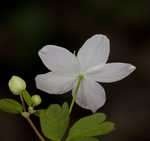 Eastern false rue anemone